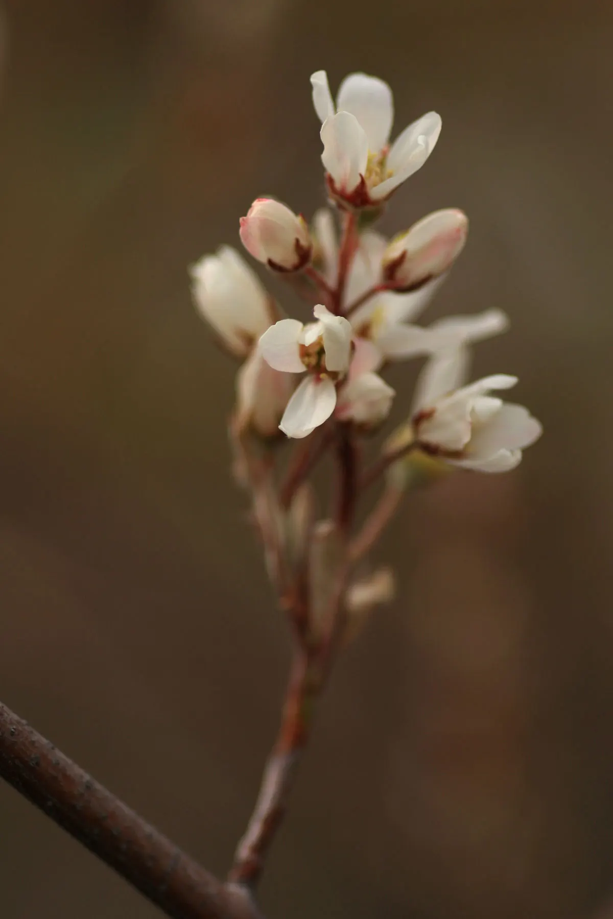 Canadian Serviceberry (Amelanchier Canadensis) — It is hardy in USDA zones 4 through 8, making it a resilient choice for many landscapes