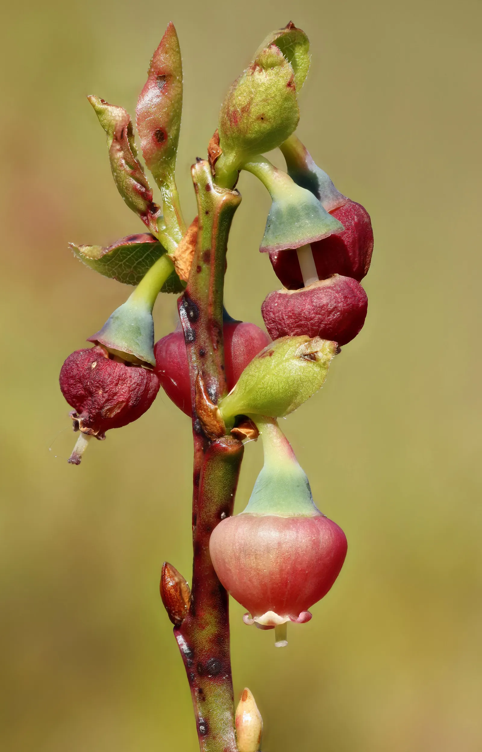 Canadian Serviceberry (Amelanchier Canadensis) — It features white, star-shaped spring blossoms, edible June berries, and striking fall foliage; or, image 84
