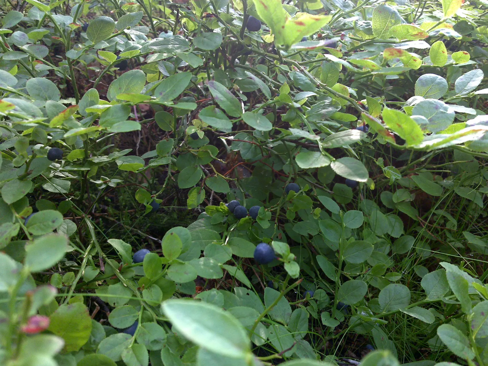 Canadian Serviceberry (Amelanchier Canadensis) — white flowers that dangle in clusters; commonly referred to as the Canadian Serviceberry or, image 94