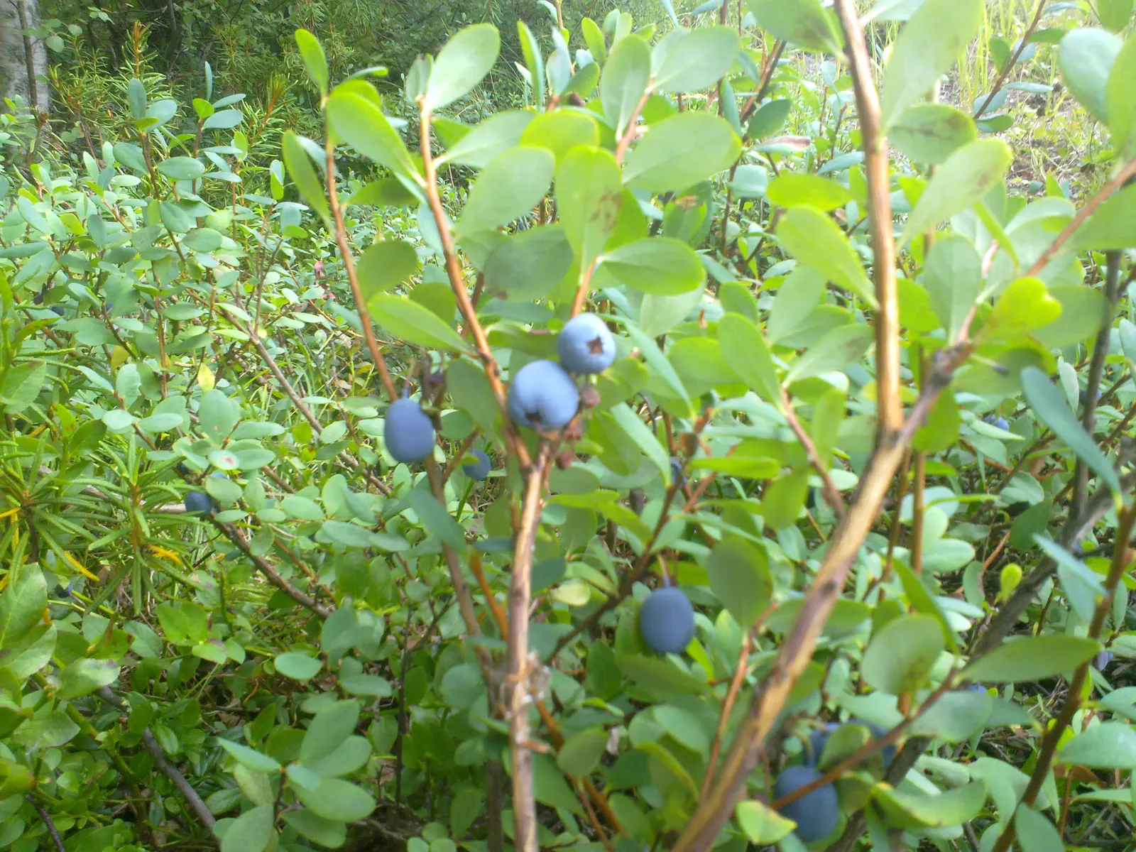 Canadian Serviceberry (Amelanchier Canadensis) — making it an excellent choice for naturalized or formal landscapes