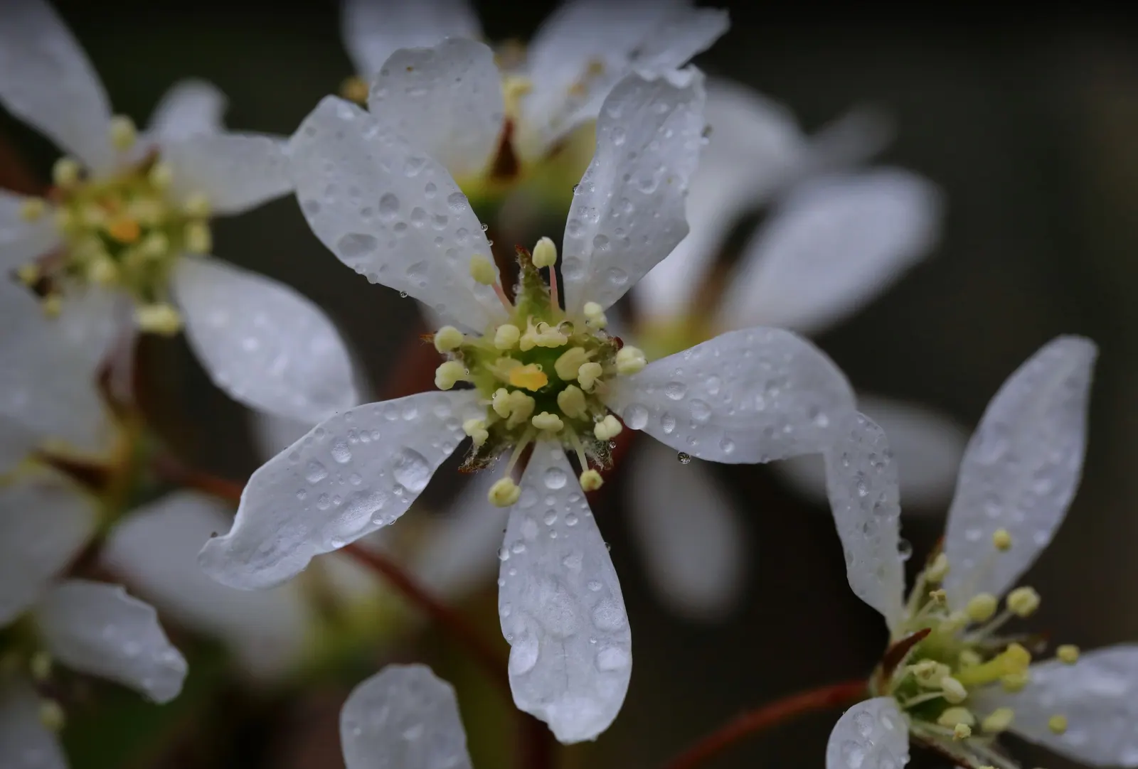Canadian Serviceberry (Amelanchier Canadensis) — It features white, star-shaped spring blossoms, edible June berries, and striking fall foliage; or, image 57