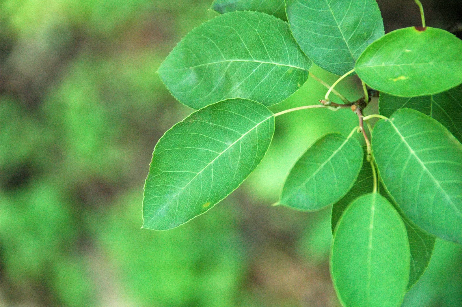Canadian Serviceberry (Amelanchier Canadensis) — multi-stemmed shrub that gracefully enhances any landscape with its diverse seasonal interests, image 89