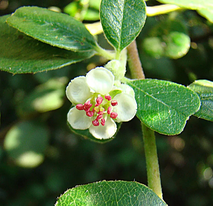 Canadian Serviceberry (Amelanchier Canadensis) — downy texture and a bronze tint before maturing to a medium green in summer