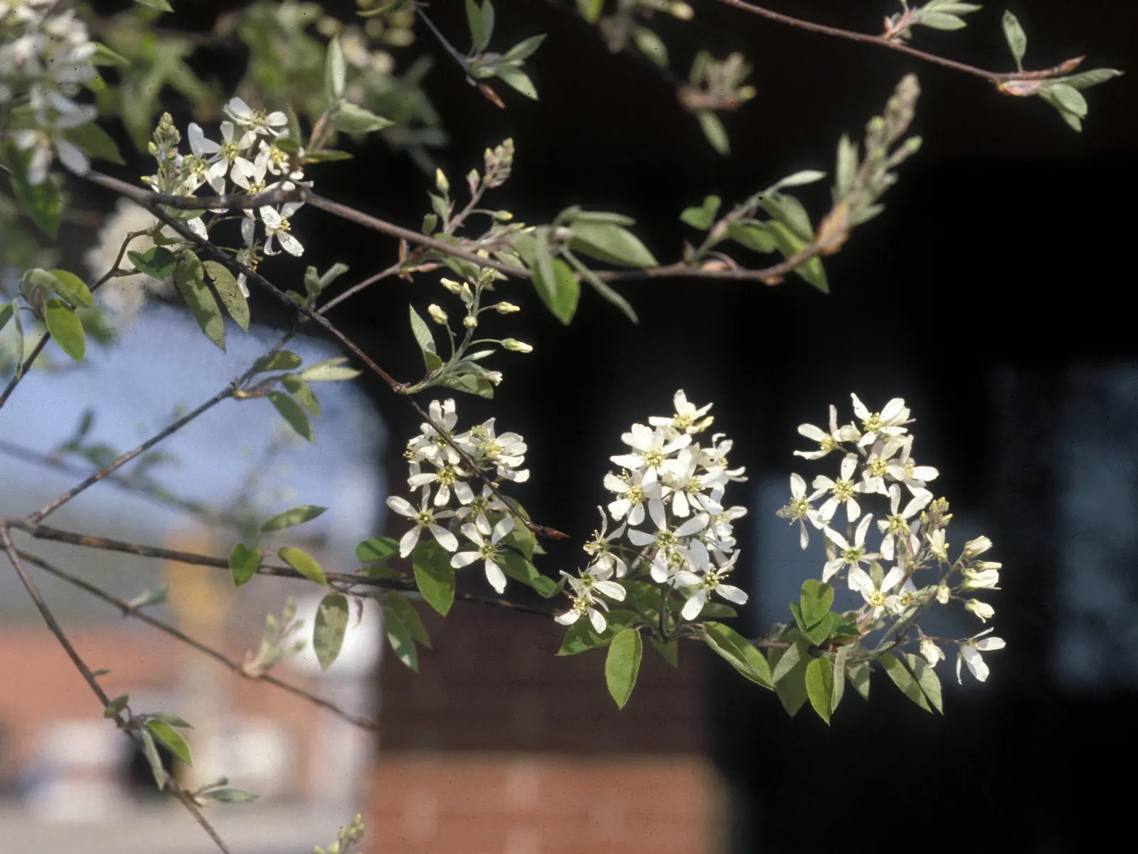 Canadian Serviceberry (Amelanchier Canadensis) — shrub / tree with white blooms; the berries are a favorite of birds and can be harvested for jams, image 80