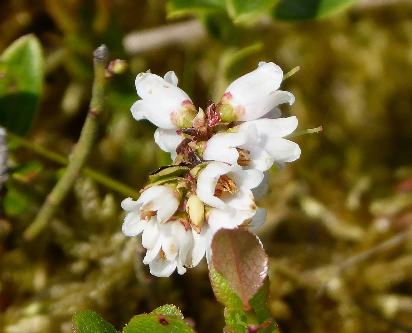 Canadian Serviceberry (Amelanchier Canadensis) — It typically reaches a mature height of 15 to 25 feet with a similar spread; making it an excellent choice for