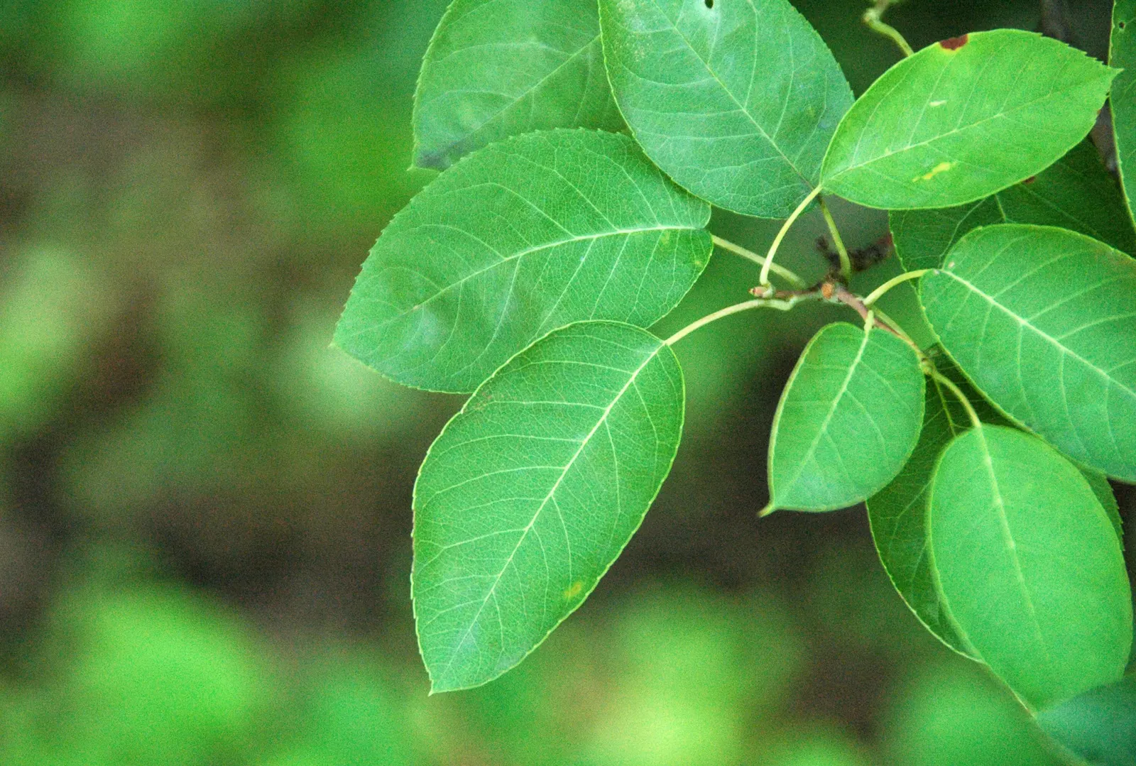 Canadian Serviceberry (Amelanchier Canadensis) — downy texture and a bronze tint before maturing to a medium green in summer; it is hardy in USDA zones 4