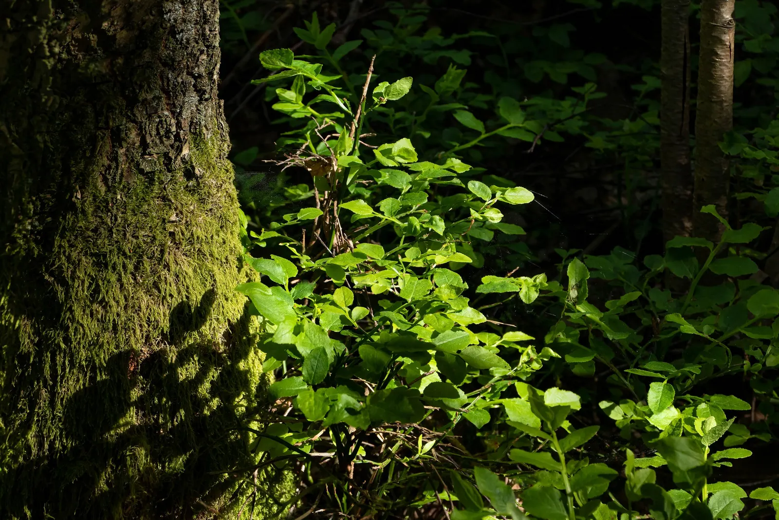 Canadian Serviceberry (Amelanchier Canadensis) — these blooms give way to edible; it requires minimal maintenance once established and is largely, image 96