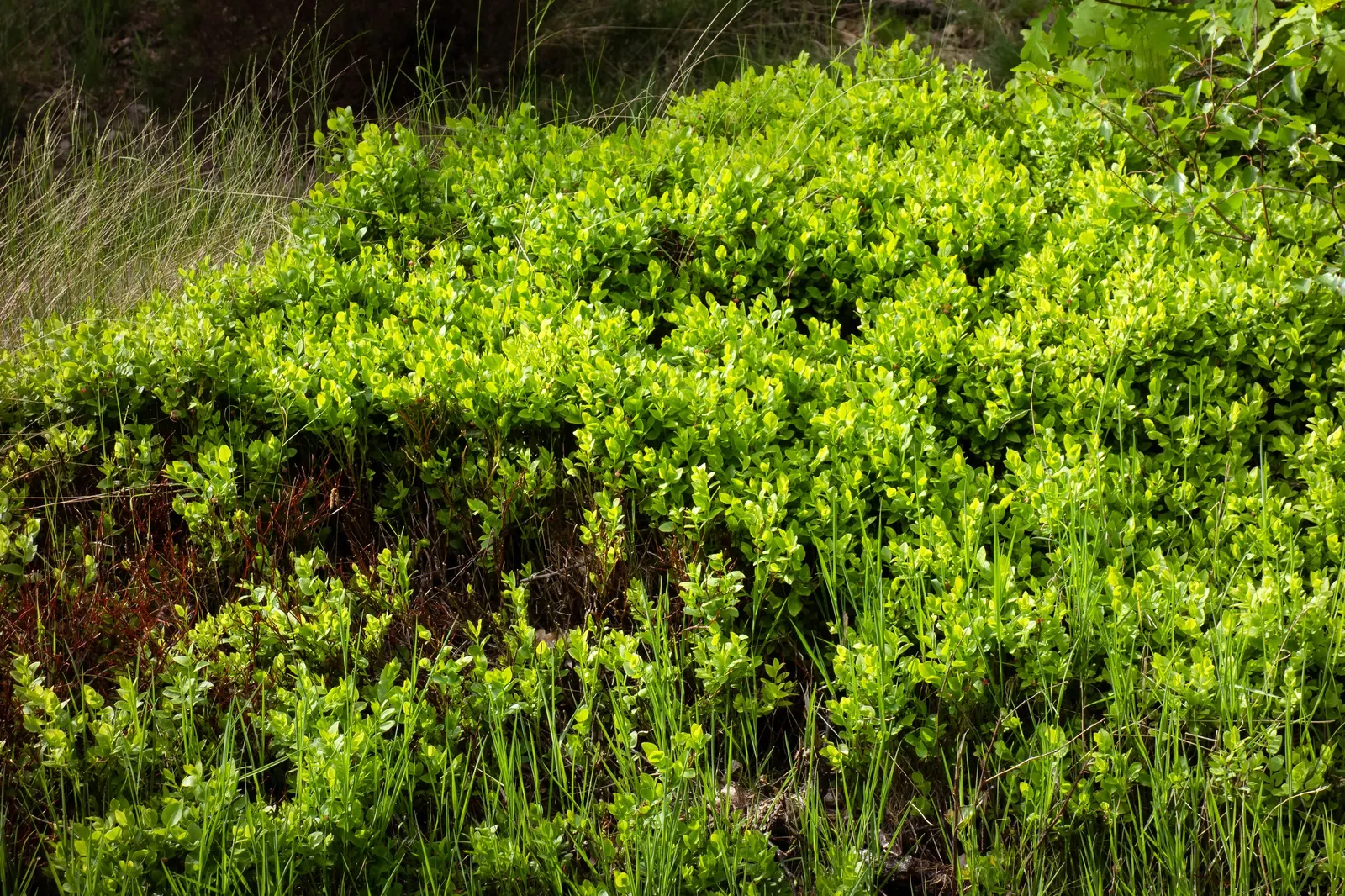 Canadian Serviceberry (Amelanchier Canadensis) — the foliage undergoes a striking transformation into vibrant shades of yellow to red; shrub / tree, image 66