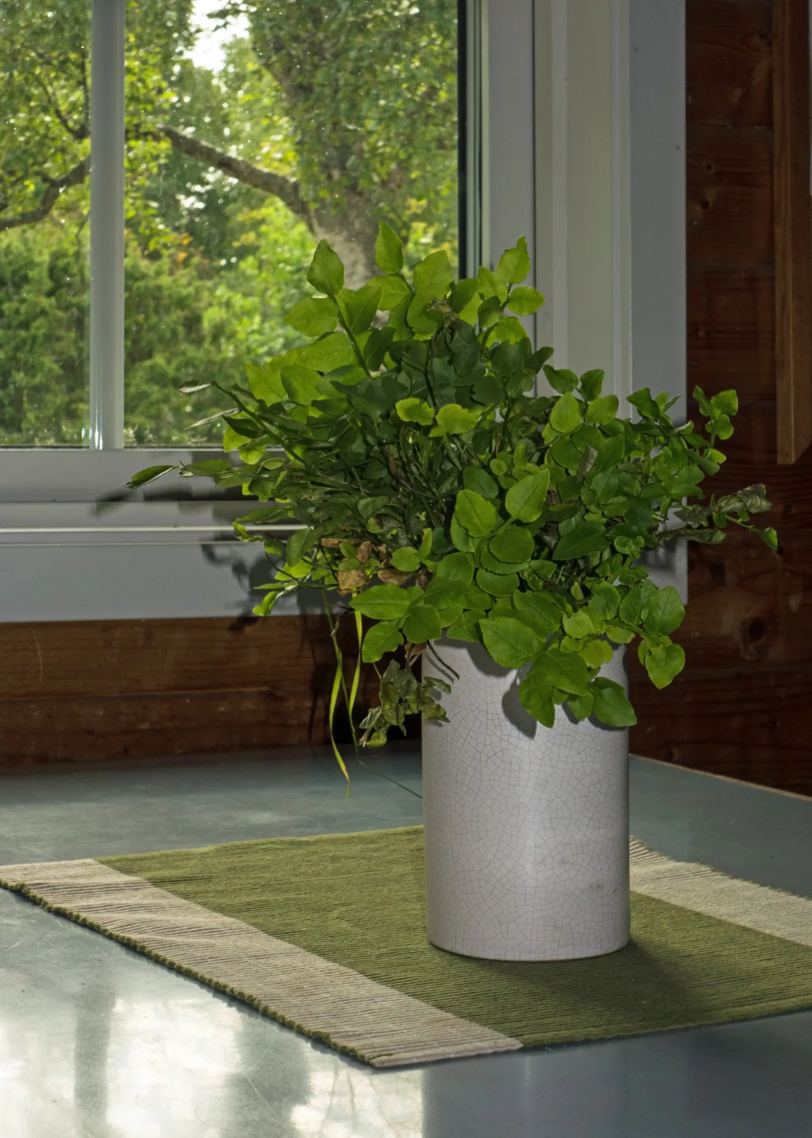 Canadian Serviceberry (Amelanchier Canadensis) — It requires minimal maintenance once established and is largely disease and pest-resistant; it typically