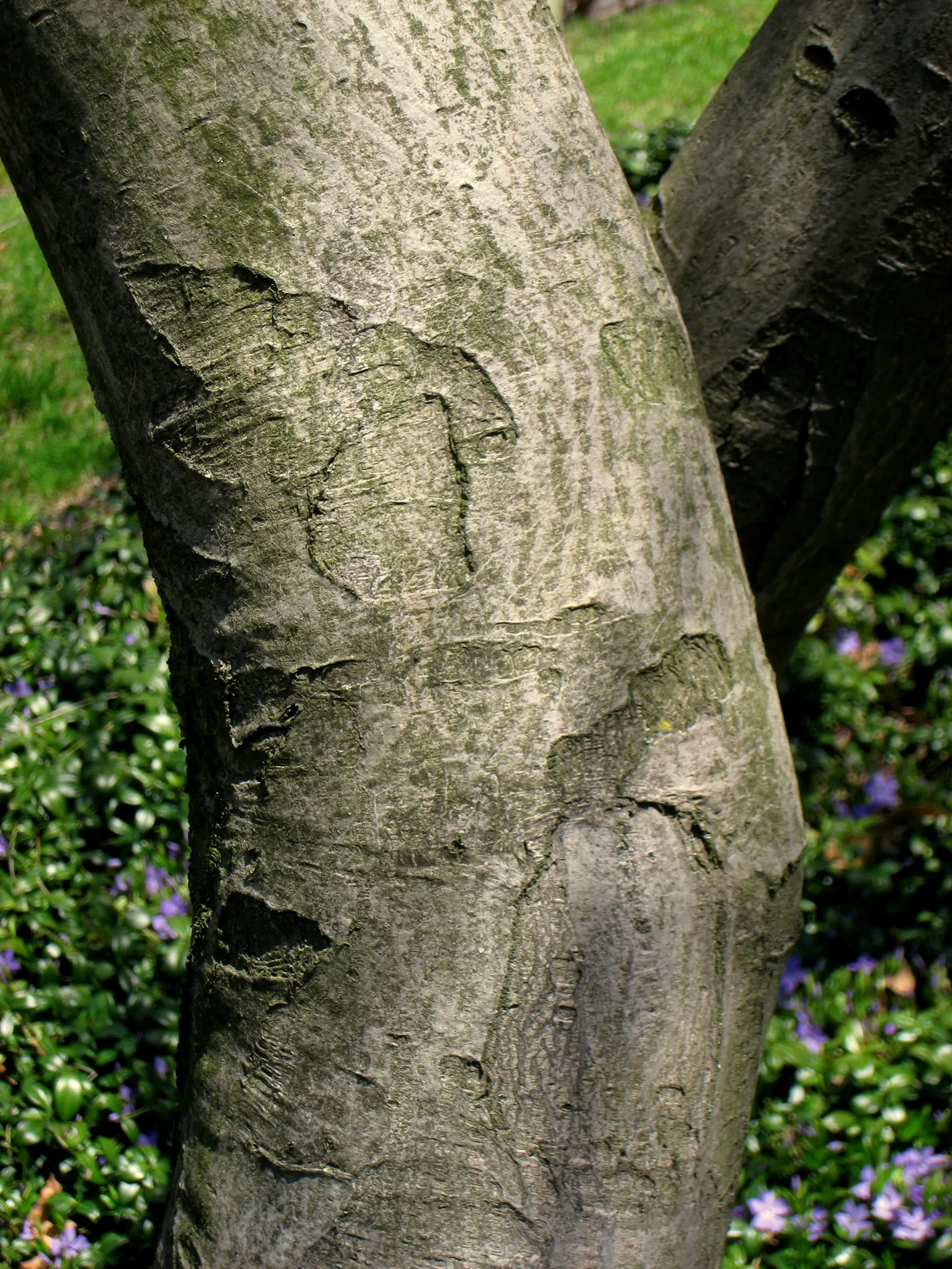 Canadian Serviceberry (Amelanchier Canadensis) — commonly called the Canadian Serviceberry; boasting adaptability, it thrives in full sun to, image 55