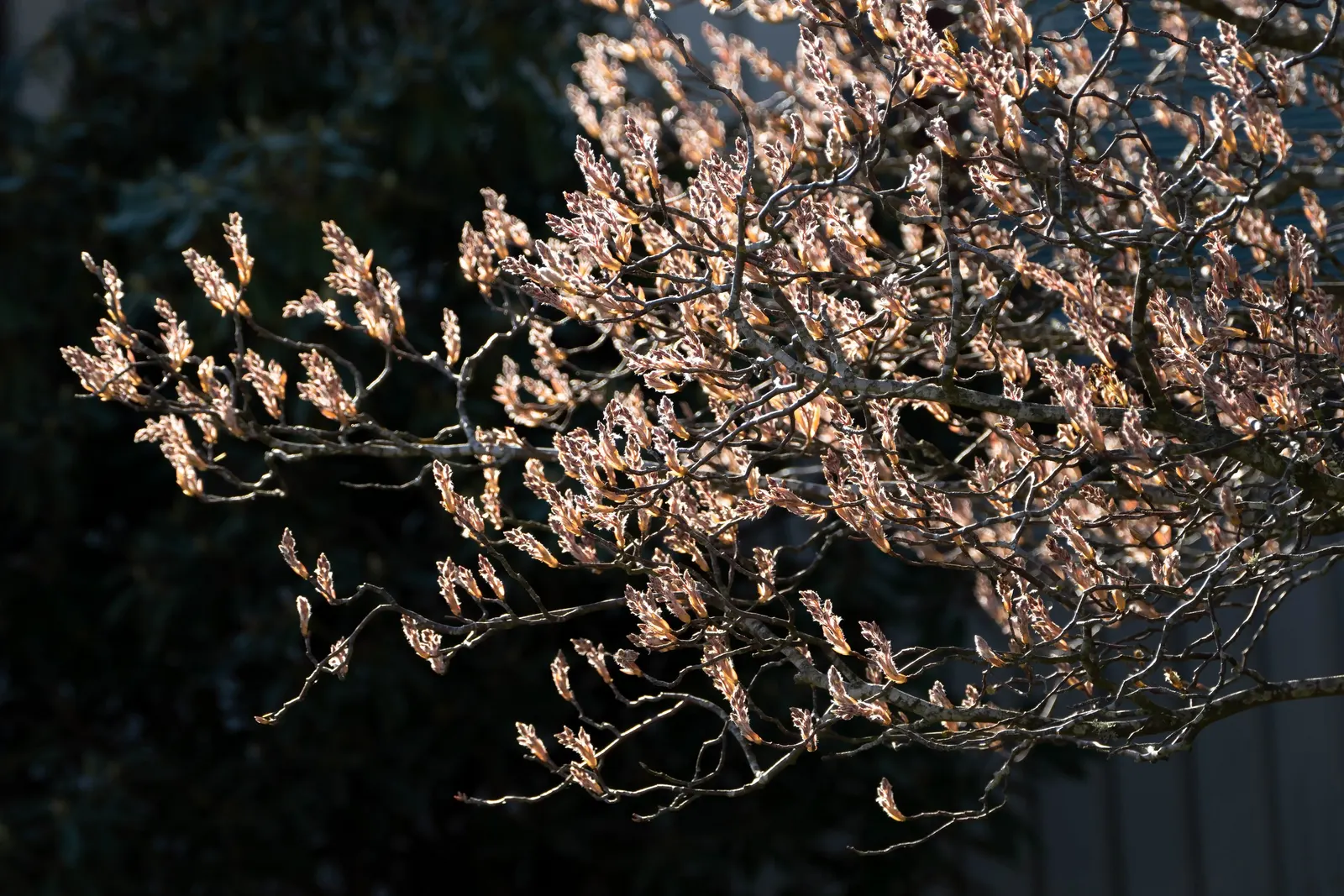 Canadian Serviceberry (Amelanchier Canadensis) — Boasting adaptability, it thrives in full sun to partial shade and tolerates various soil types, image 58