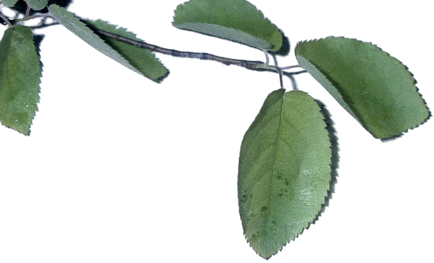 Canadian Serviceberry (Amelanchier Canadensis) — white flowers that dangle in clusters; commonly referred to as the Canadian Serviceberry or, image 67