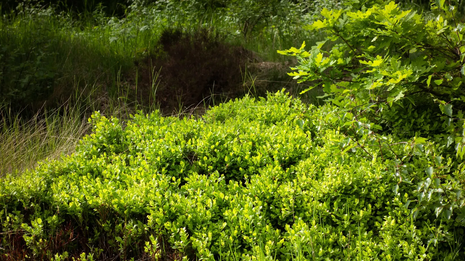 Canadian Serviceberry (Amelanchier Canadensis) — making it an excellent choice for naturalized or formal landscapes; the foliage undergoes a, image 87