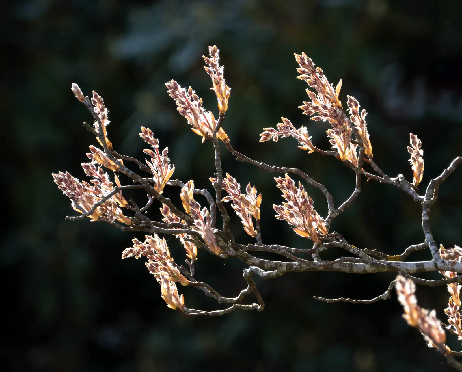 Canadian Serviceberry (Amelanchier Canadensis) — canadensis prefers moist, well-drained soil and full sun to partial shade conditions; adding to, image 73
