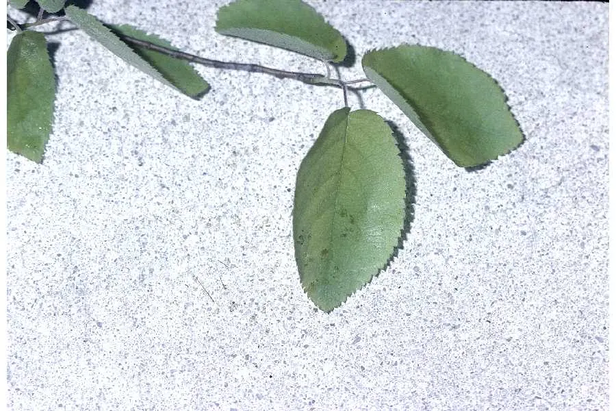 Canadian Serviceberry (Amelanchier Canadensis) — shrub / tree for full or half; addition to their outdoor spaces, image 81