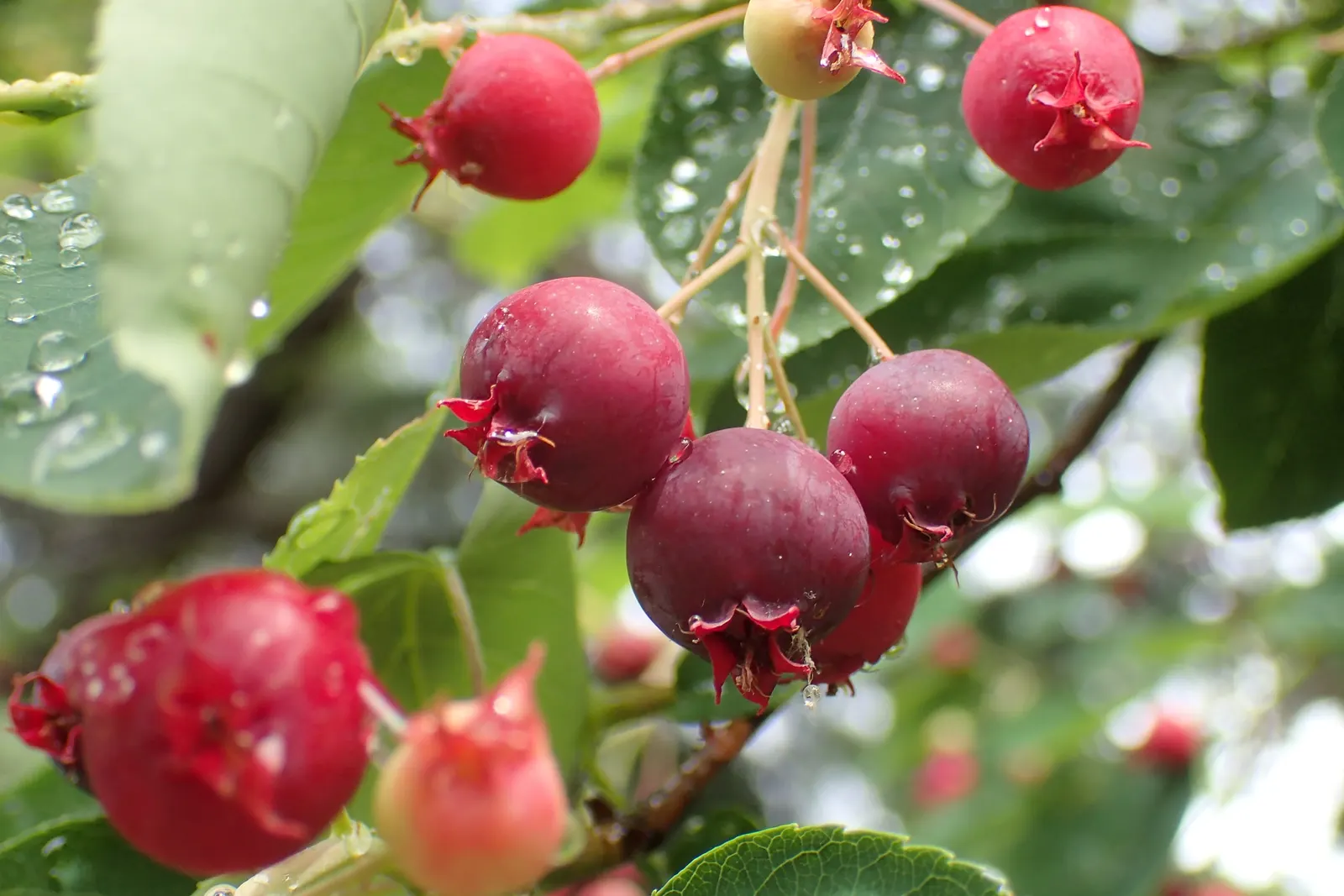 Canadian Serviceberry (Amelanchier Canadensis) — these blooms give way to edible
