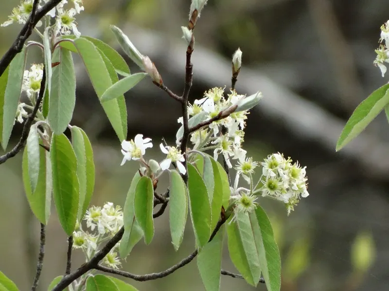 Canadian Serviceberry (Amelanchier Canadensis) — Boasting adaptability, it thrives in full sun to partial shade and tolerates various soil types, image 85