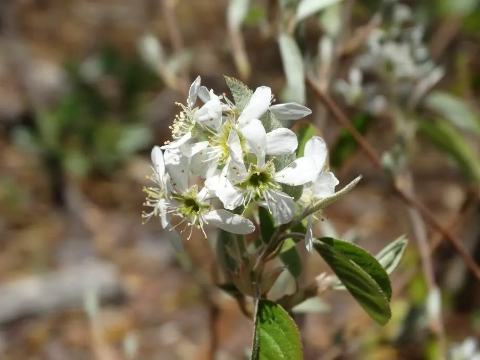 Canadian Serviceberry (Amelanchier Canadensis) — white flowers in the garden; canadensis are elliptical with fine-toothed margins, image 79