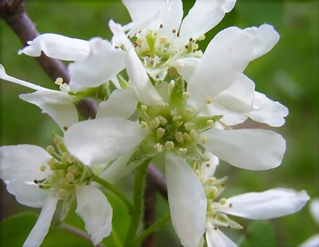 Canadian Serviceberry (Amelanchier Canadensis) — canadensis are elliptical with fine-toothed margins; white flowers that dangle in clusters, image 64