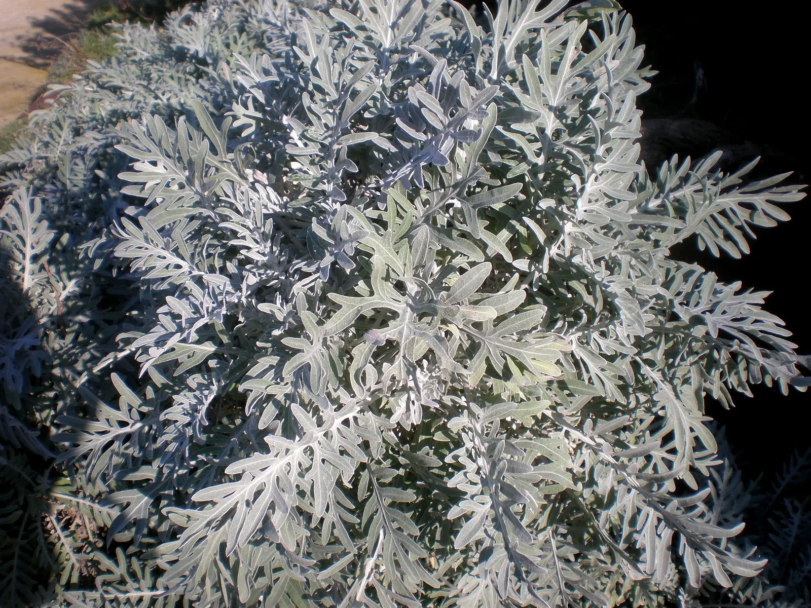 Dusty Miller (Centaurea Cineraria) — A low-maintenance choice for year-round interest; the lacy leaves are deeply lobed and range from 2 to 5, image 56