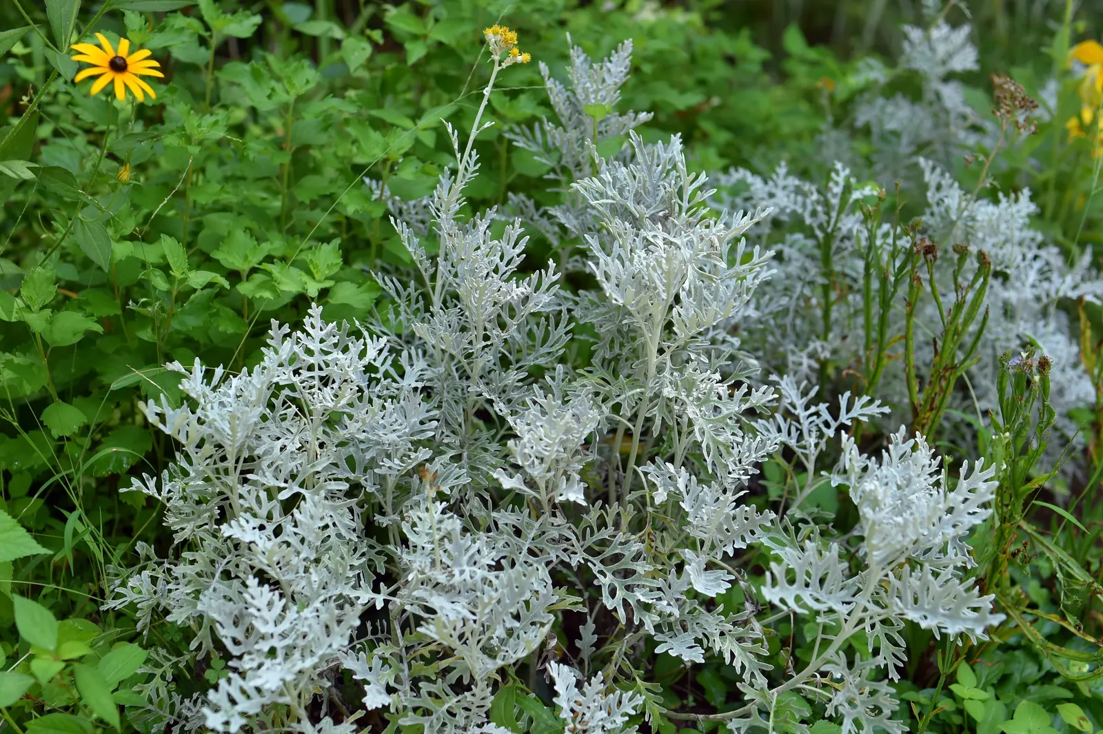 Dusty Miller (Centaurea Cineraria) — and water regularly until the root system is well-established; its delicate yellow flowers can be removed to maintain leaf