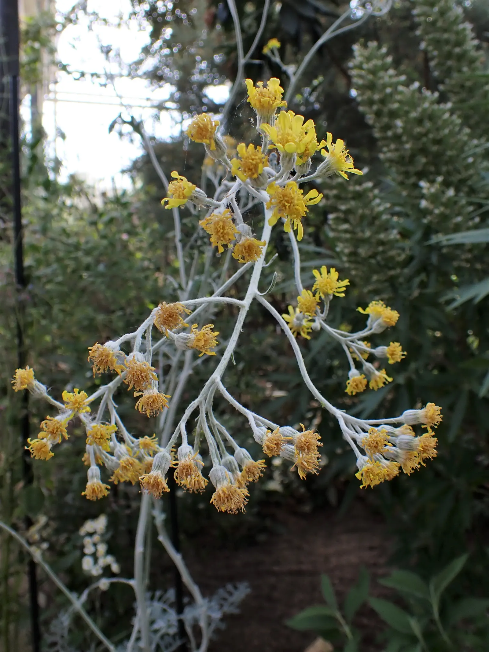 Dusty Miller (Centaurea Cineraria) — felt-like foliage which adds a unique texture and contrast to any garden design; originating from the, image 59