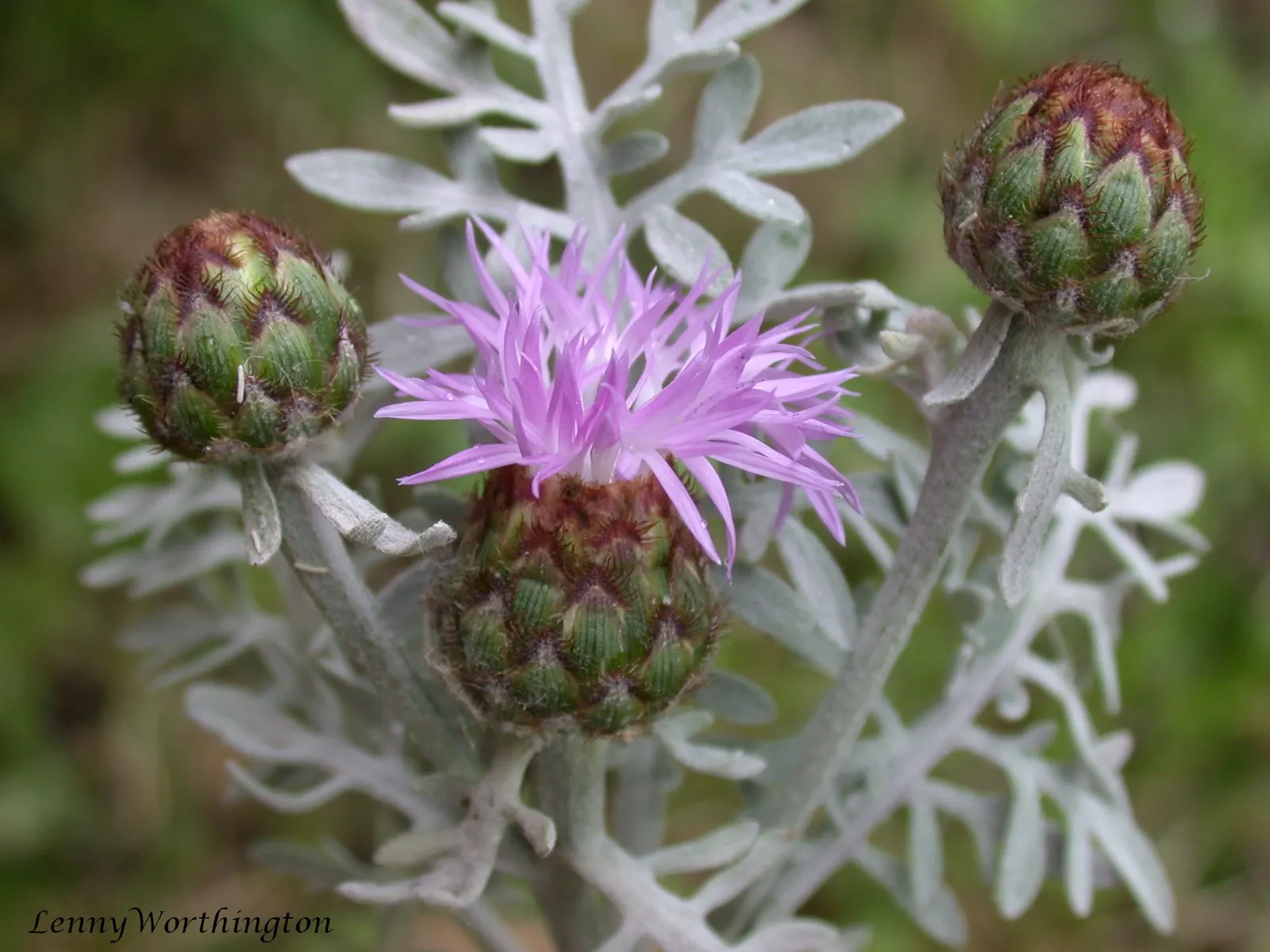 Dusty Miller (Centaurea Cineraria) — plant Dusty Miller in well-drained soil; purple and yellow flowers in the garden