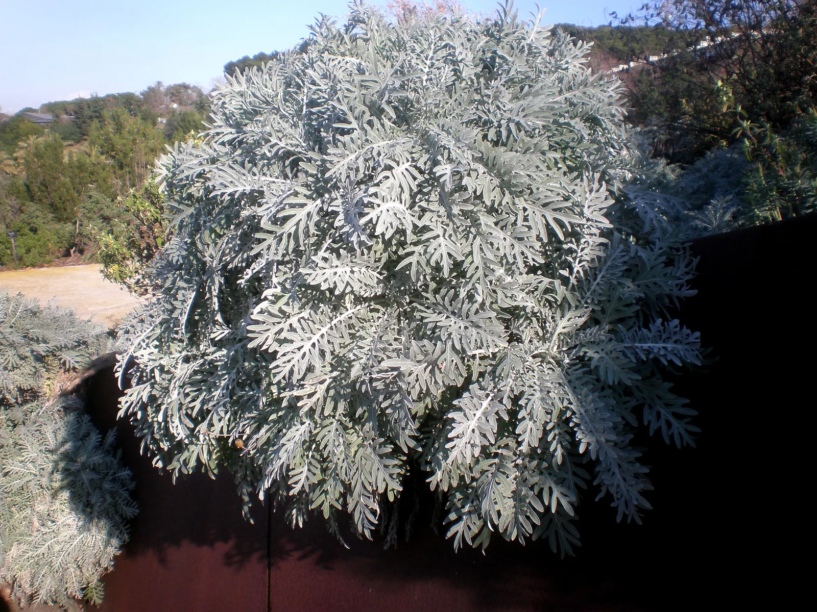 Dusty Miller (Centaurea Cineraria) — Originating from the Mediterranean region; where its luminous leaves can really brighten up less sunny, image 60
