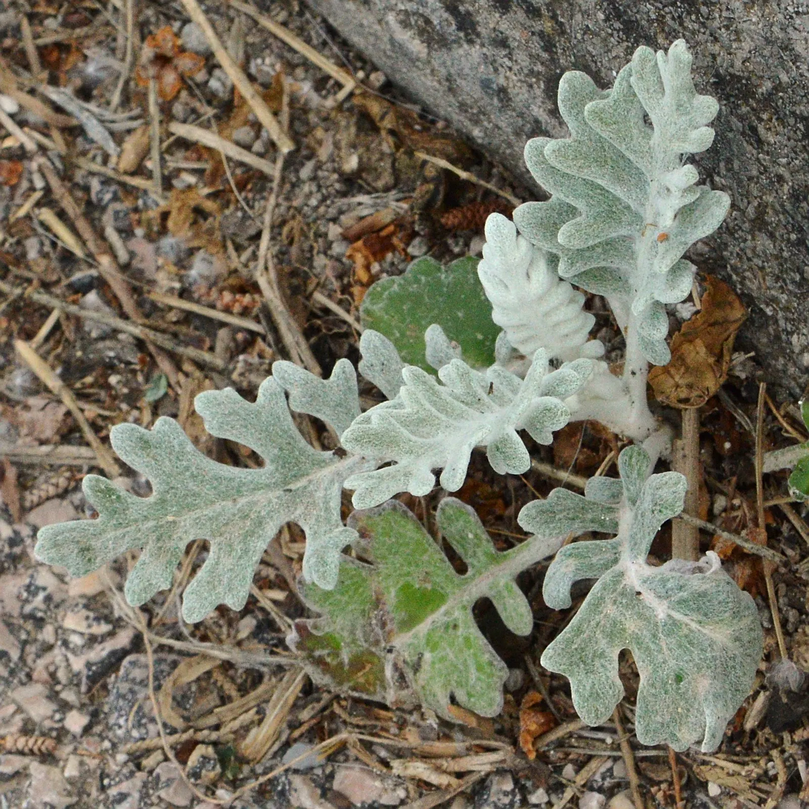 Dusty Miller (Centaurea Cineraria) — is a striking and versatile perennial plant highly sought after for its silvery-gray to nearly white; preferring full sun