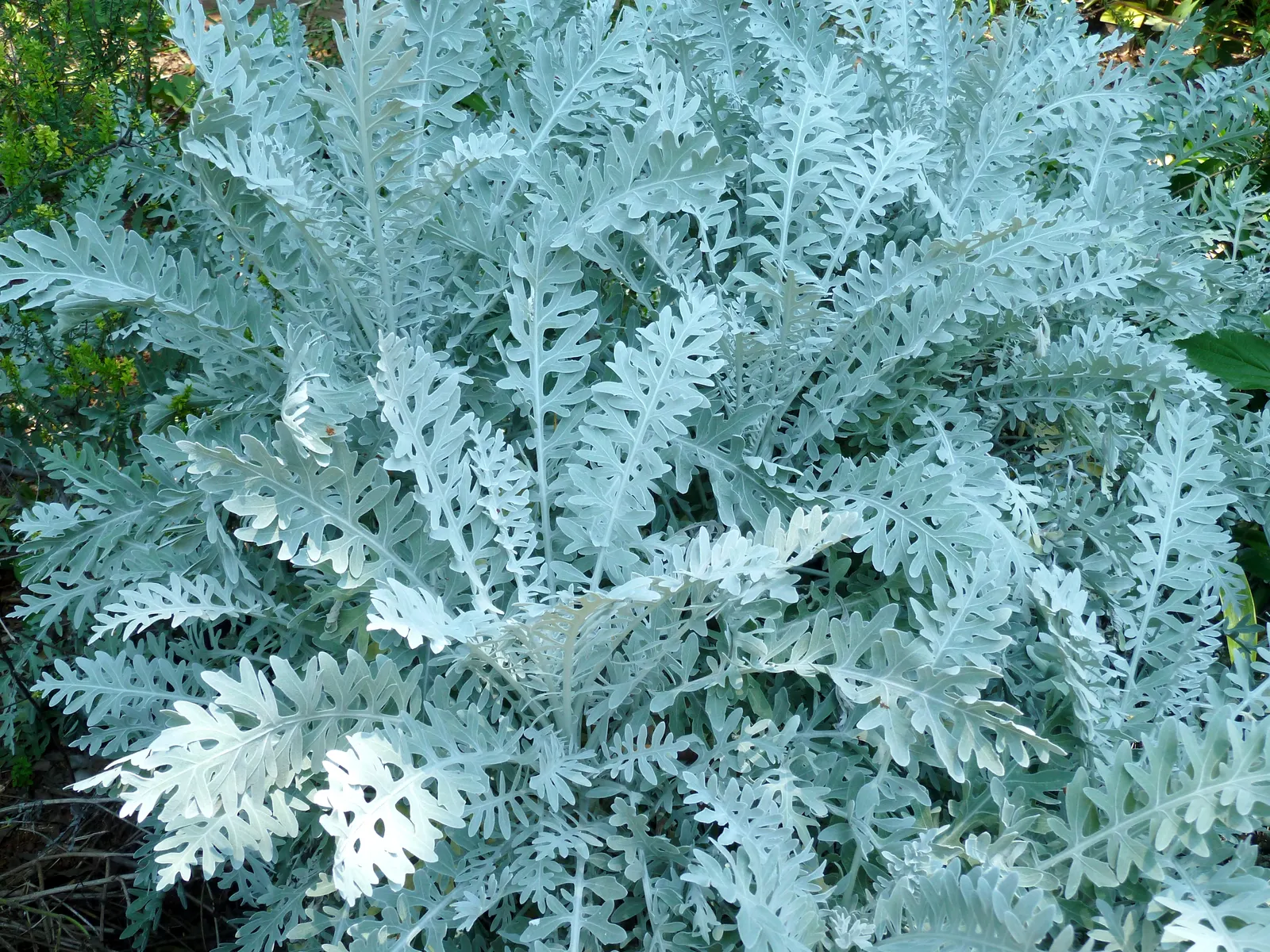 Dusty Miller (Centaurea Cineraria) — or as a foil for more colorful flowers, image 38