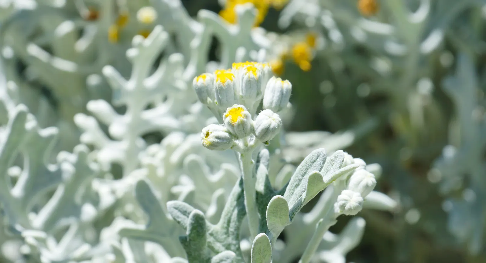 Dusty Miller (Centaurea Cineraria) — The lacy leaves are deeply lobed and range from 2 to 5 inches in length