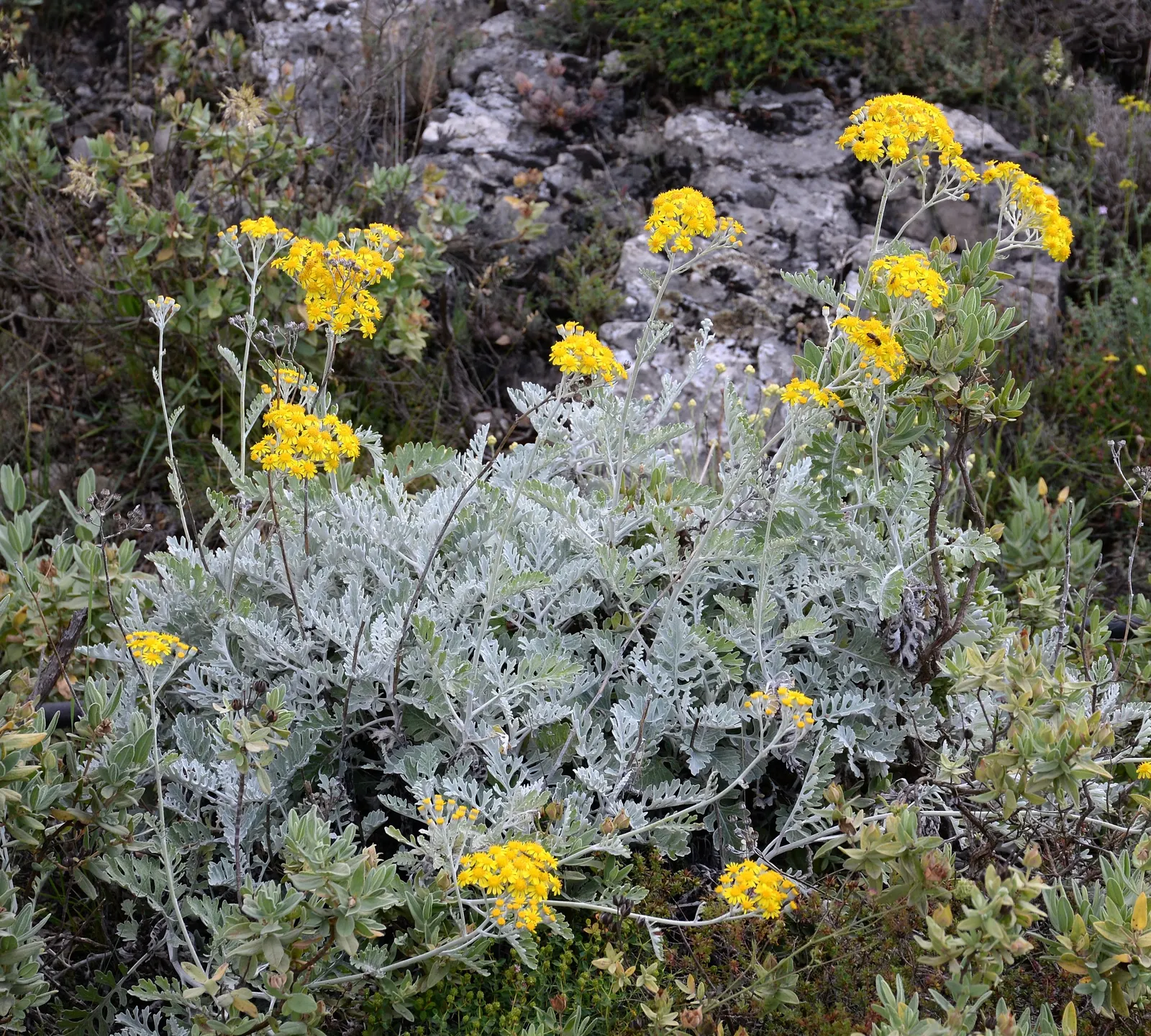 Dusty Miller (Centaurea Cineraria) — or as a foil for more colorful flowers