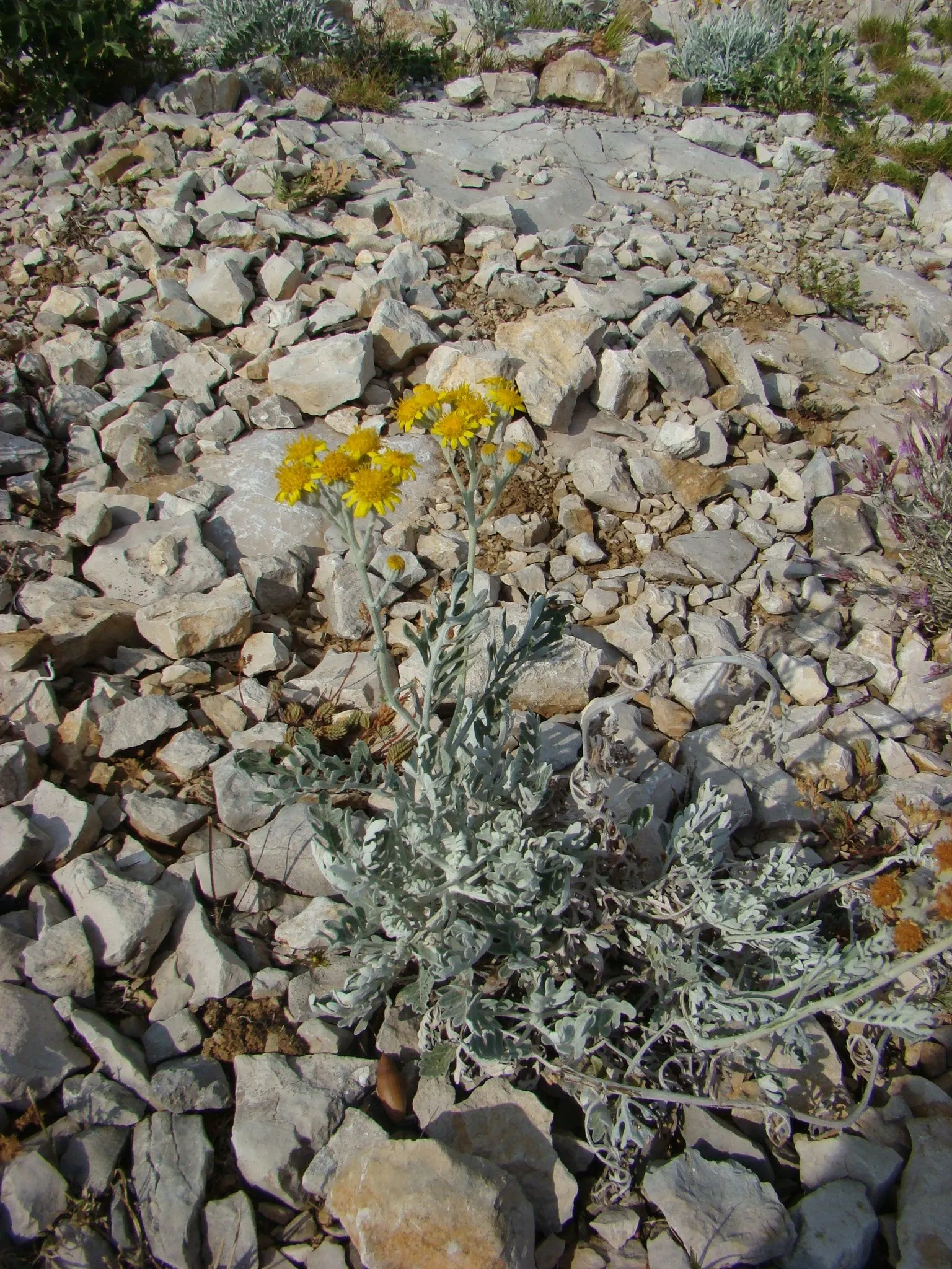 Dusty Miller (Centaurea Cineraria) — reducing frequency as the plant matures