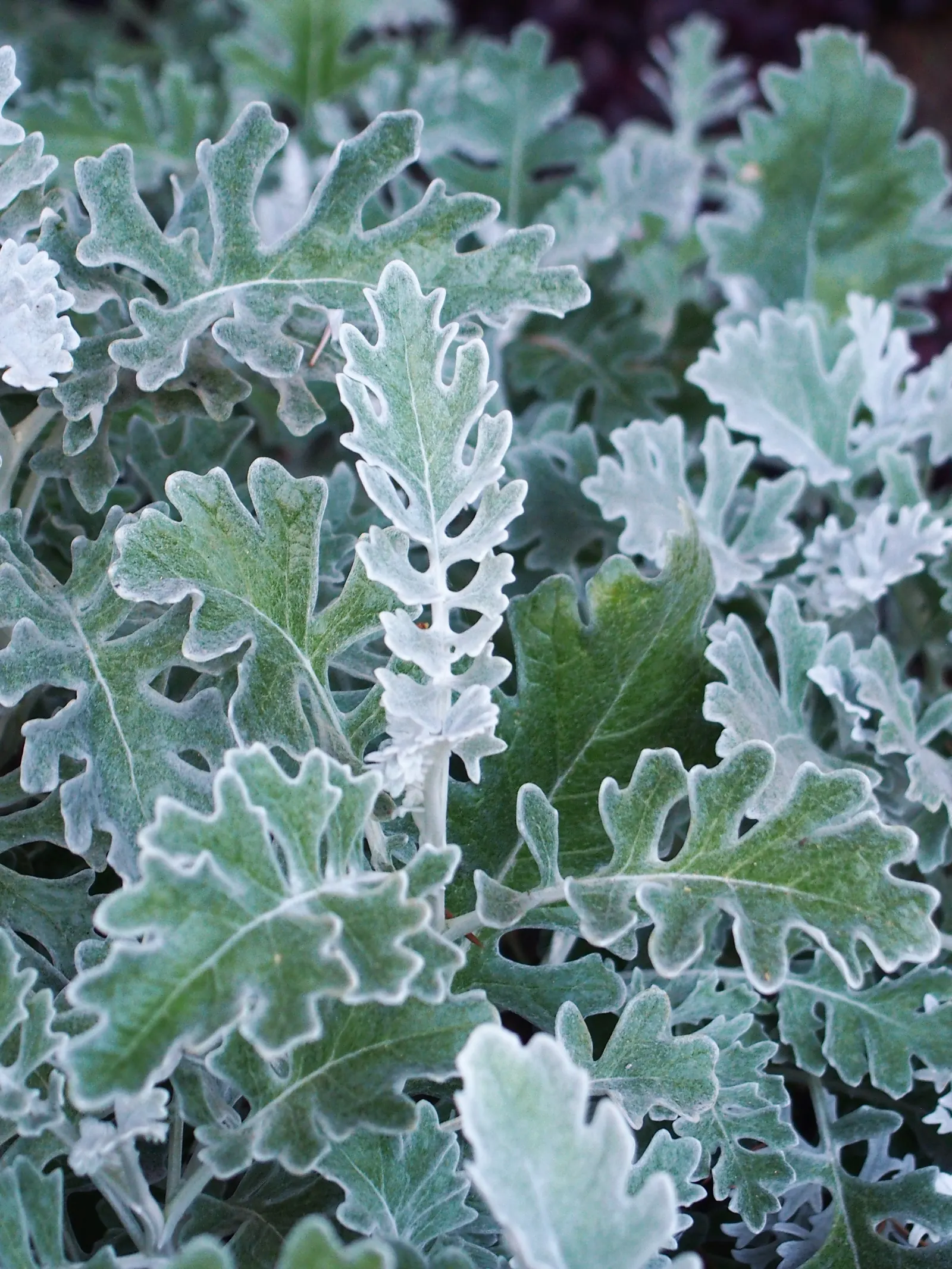 Dusty Miller (Centaurea Cineraria) — reducing frequency as the plant matures; making it an excellent choice for borders