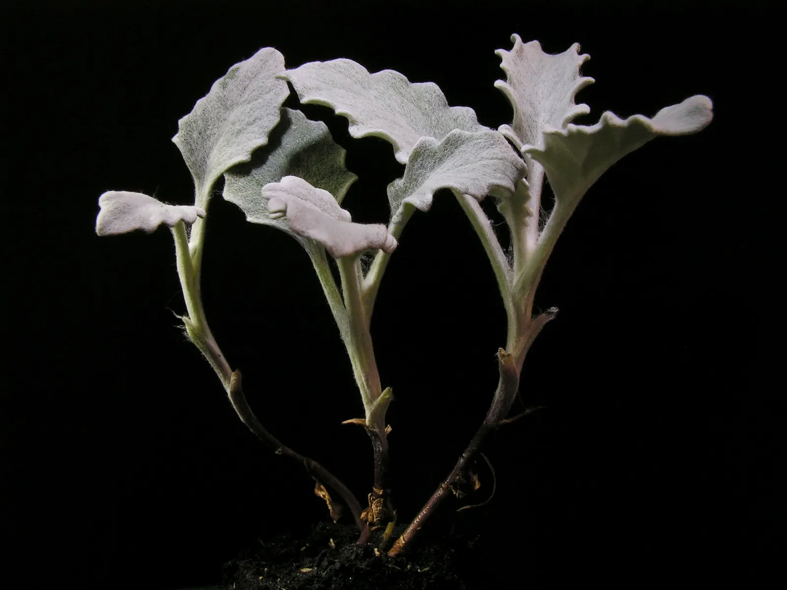 Dusty Miller (Centaurea Cineraria) — This practice also encourages denser leaf growth
