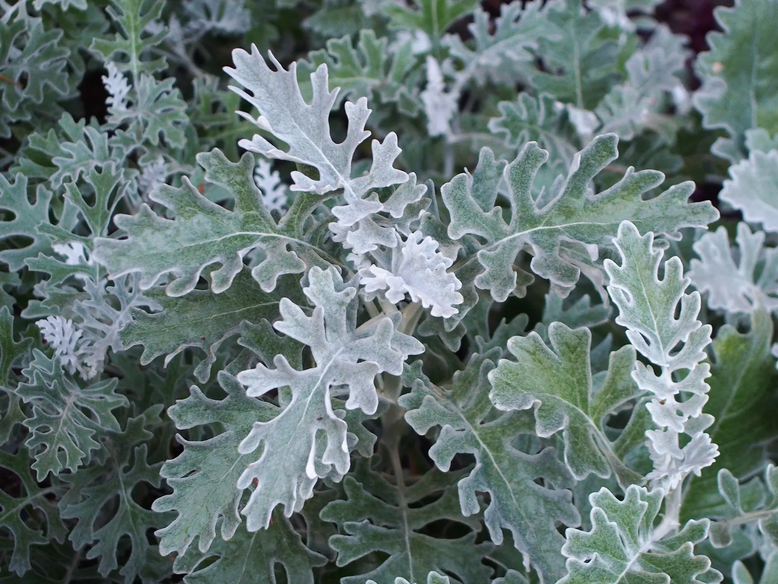 Dusty Miller (Centaurea Cineraria) — this drought-tolerant plant adds contrasting texture to borders and container arrangements; perennial for full, image 54