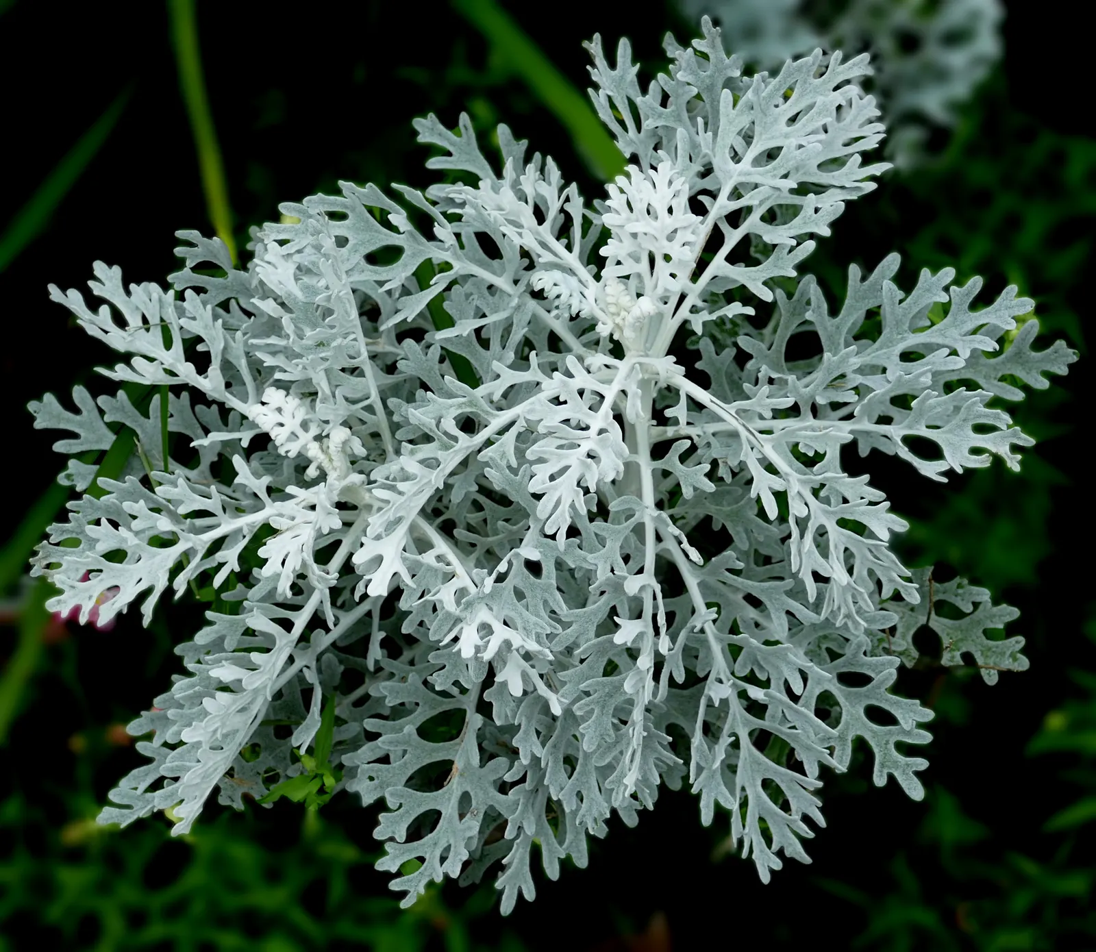 Dusty Miller (Centaurea Cineraria) — Preferring full sun to light shade; plant Dusty Miller in well-drained soil