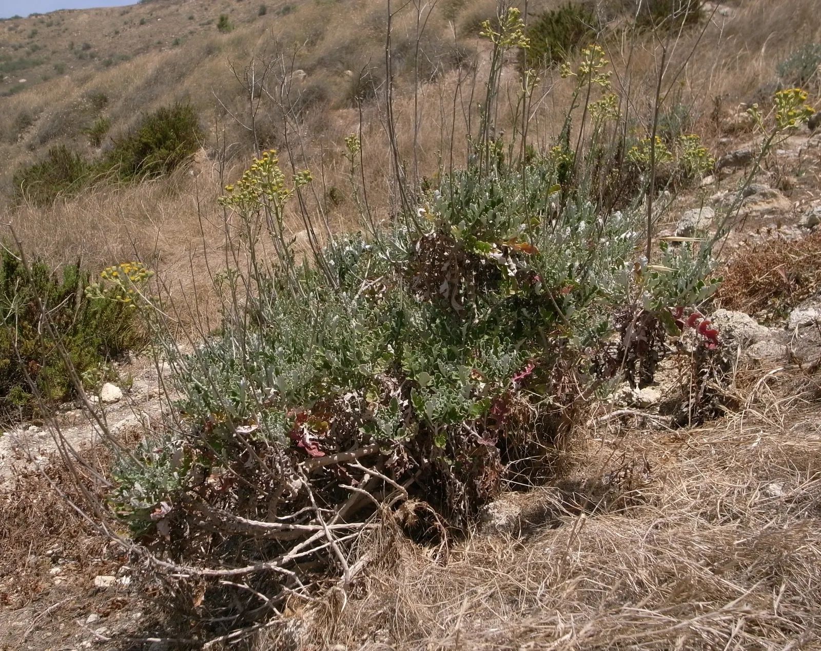 Dusty Miller (Centaurea Cineraria) — where its luminous leaves can really brighten up less sunny areas.<br><br>For optimal growth; dusty Miller, image 67