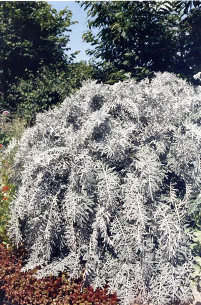 Dusty Miller (Centaurea Cineraria) — perennial for full or half; this practice also encourages denser leaf growth