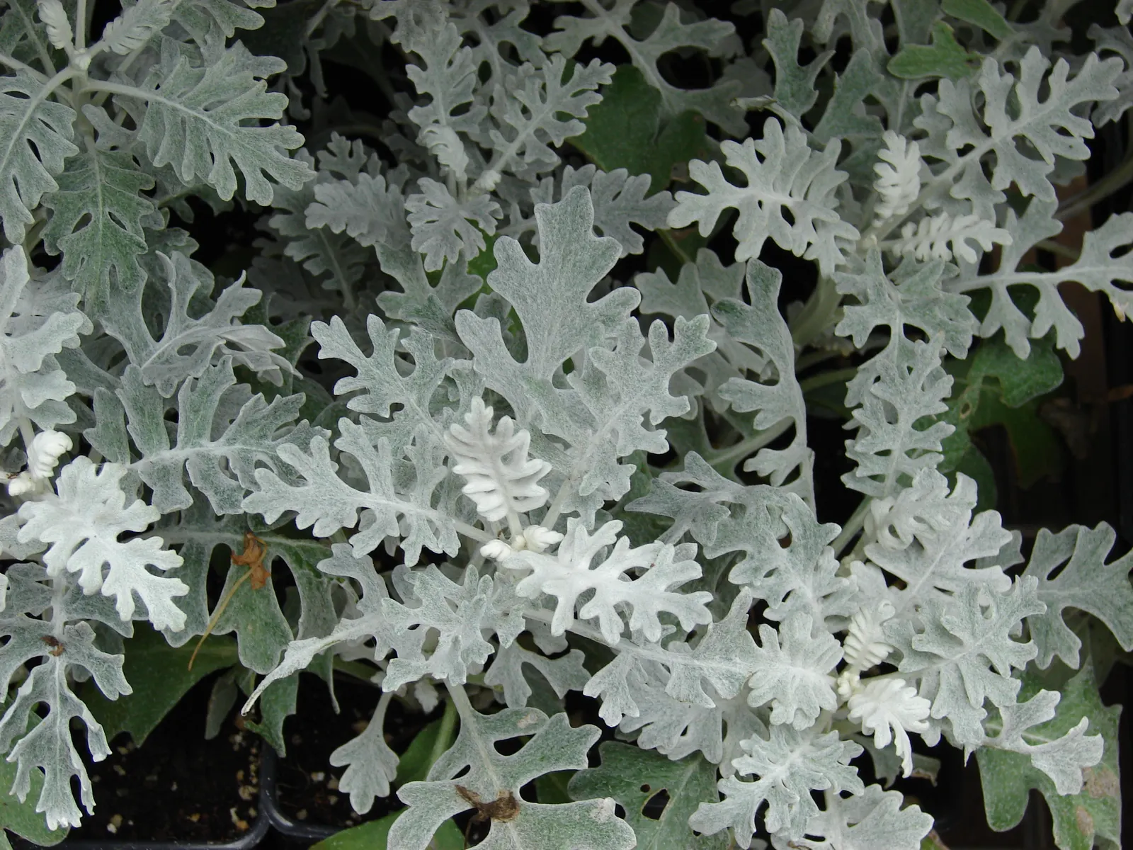 Dusty Miller (Centaurea Cineraria) — perennial with purple and yellow blooms; contributing an almost ethereal quality to the design