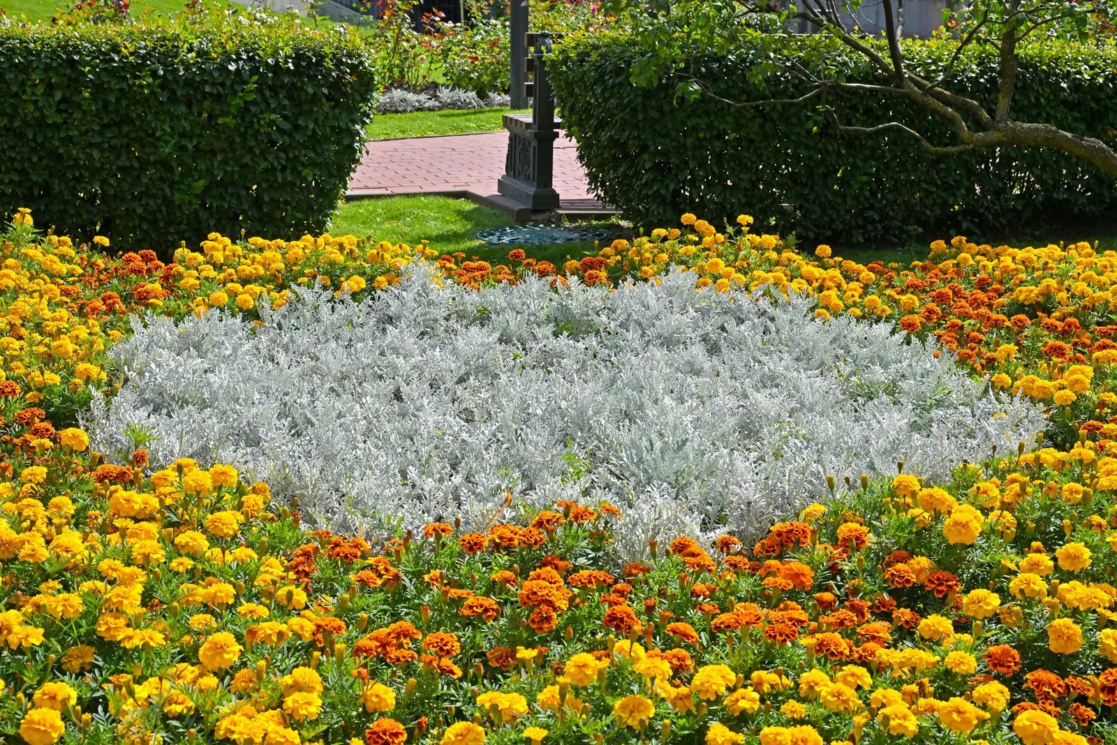 Dusty Miller (Centaurea Cineraria) — making it an excellent choice for borders
