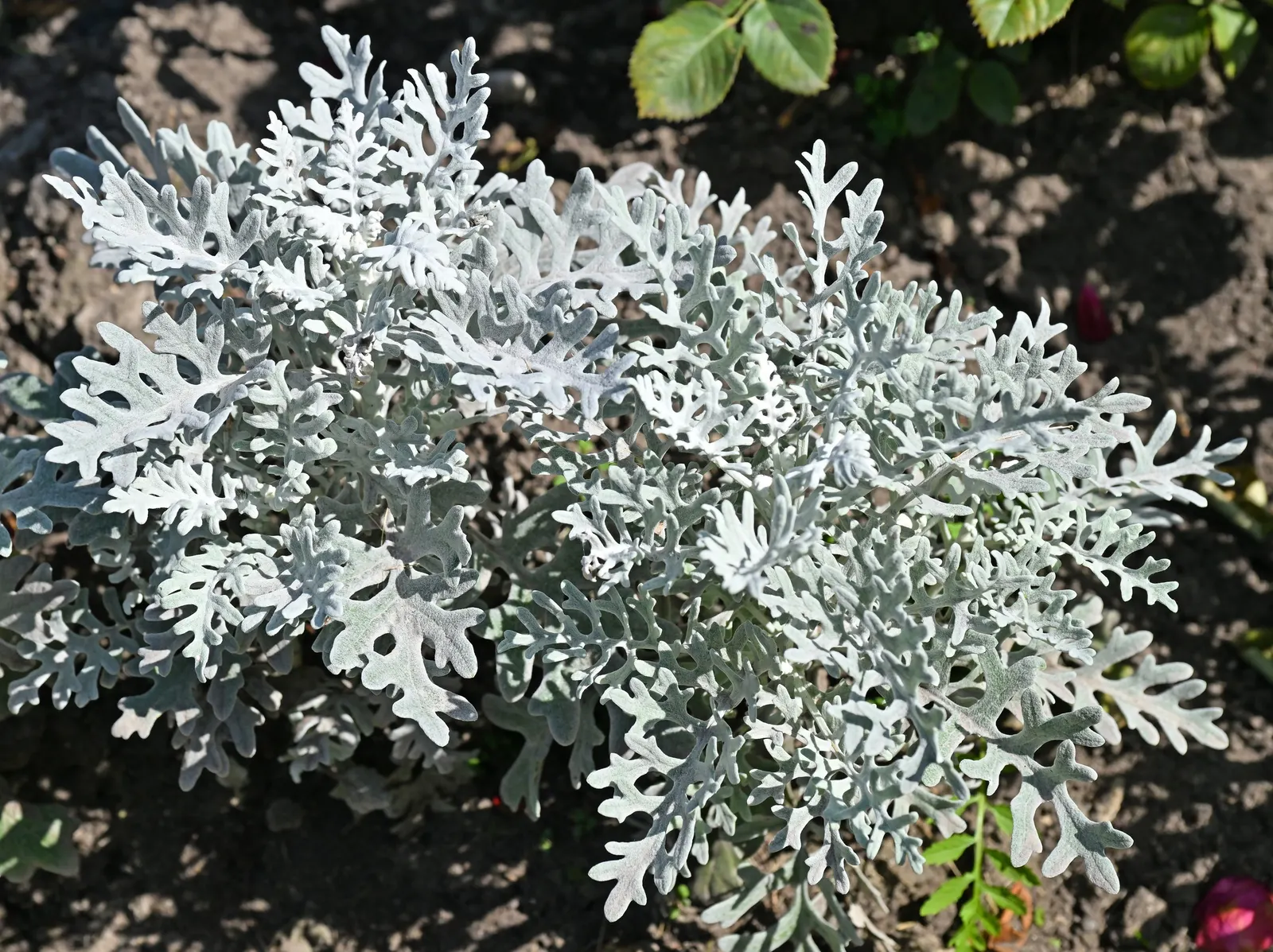 Dusty Miller (Centaurea Cineraria) — Dusty Miller, Centaurea cineraria, is a silver-foliaged perennial praised for its frosty leaves; this drought-tolerant