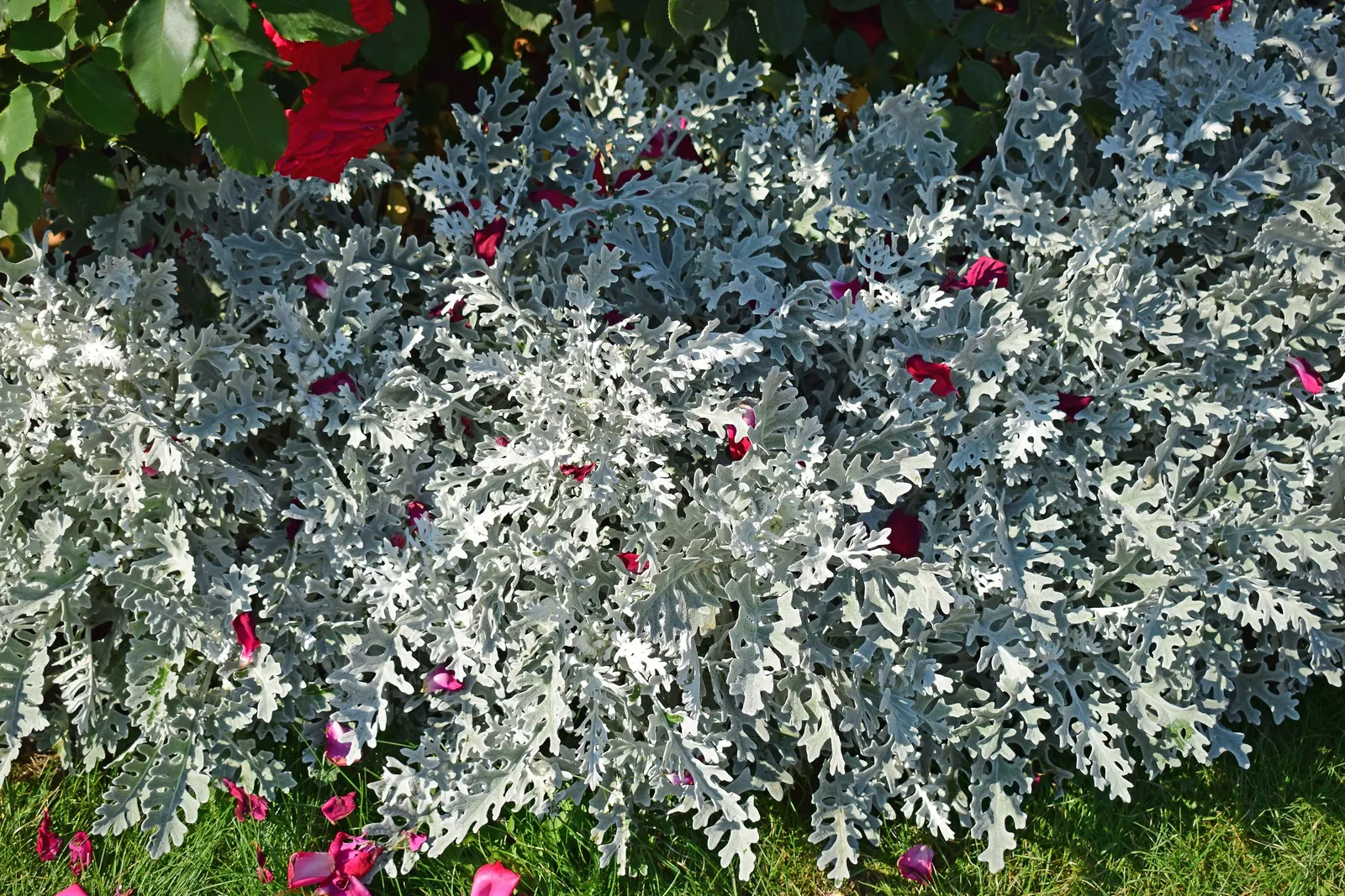 Dusty Miller (Centaurea Cineraria) — Dusty Miller thrives in USDA hardiness zones 7 to 10; perennial with purple and yellow blooms