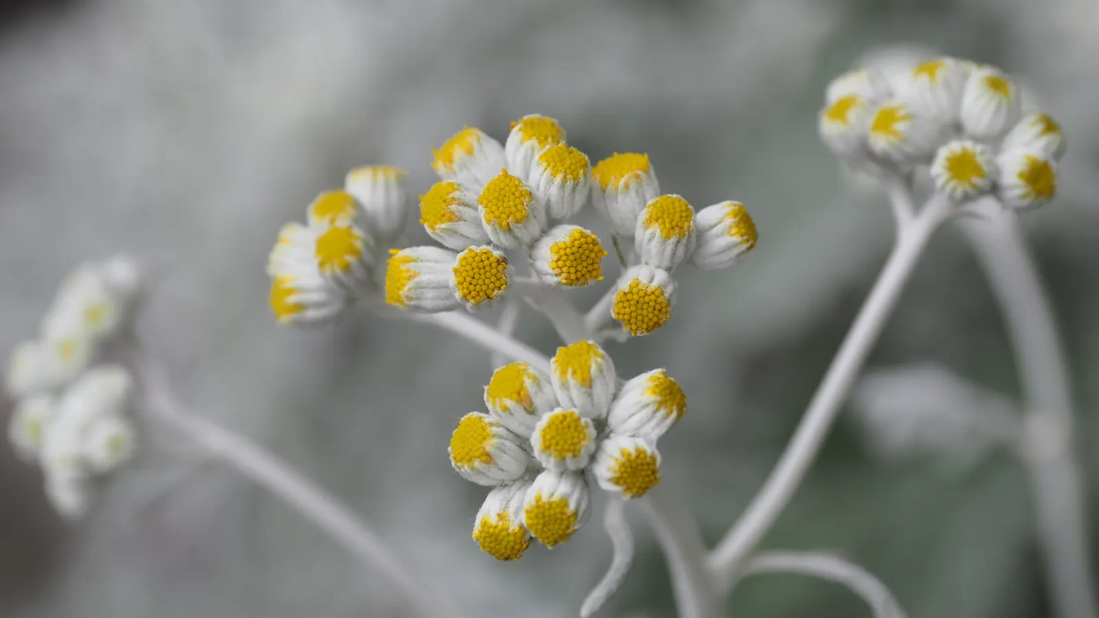 Dusty Miller (Centaurea Cineraria) — This practice also encourages denser leaf growth; dusty Miller, Centaurea cineraria, is a silver-foliaged perennial