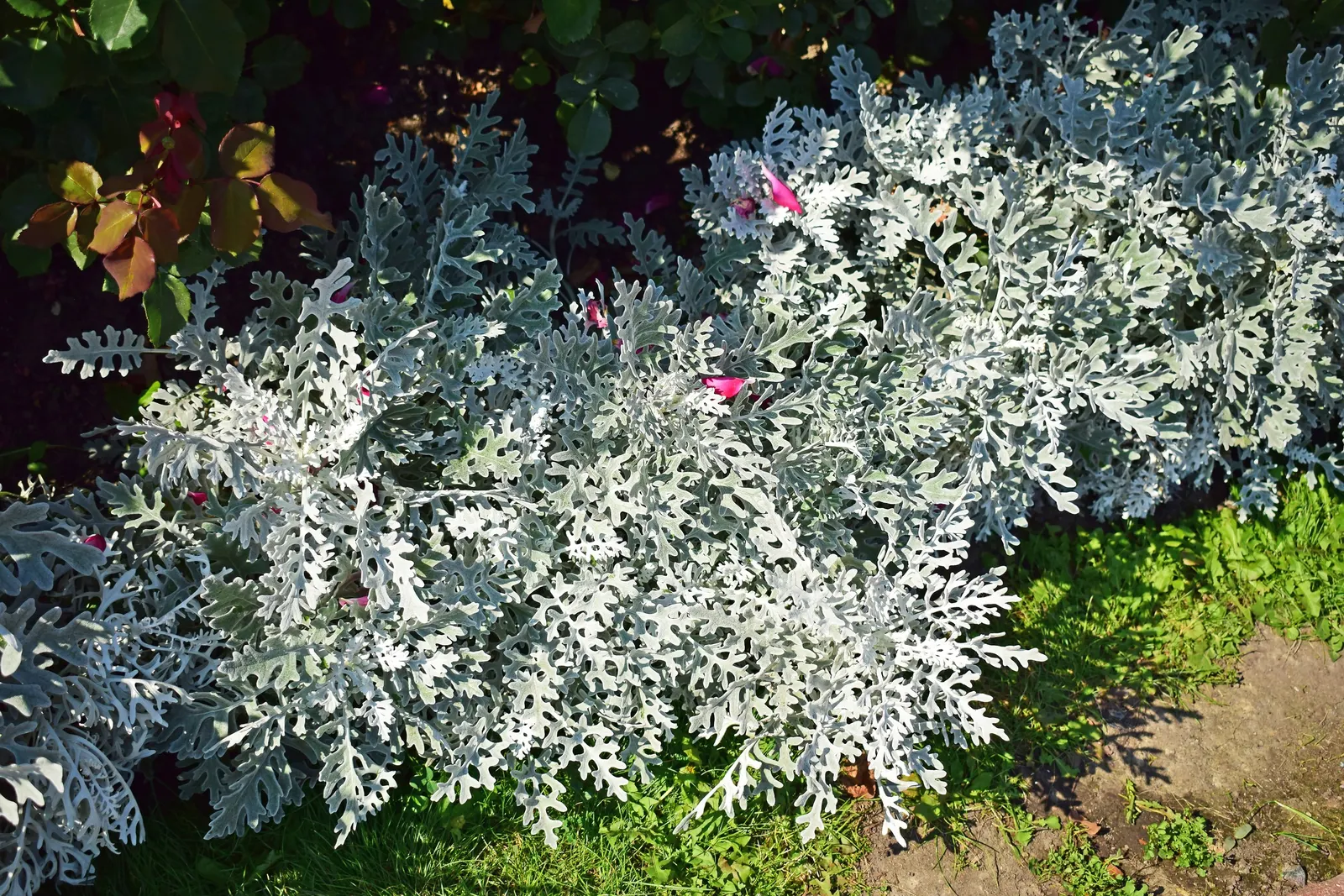 Dusty Miller (Centaurea Cineraria) — The lacy leaves are deeply lobed and range from 2 to 5 inches in length; reducing frequency as the plant matures