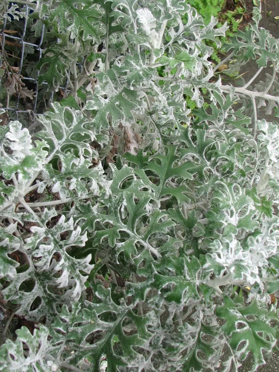 Dusty Miller (Centaurea Cineraria) — is a striking and versatile perennial plant highly sought after for its silvery-gray to nearly white, image 58