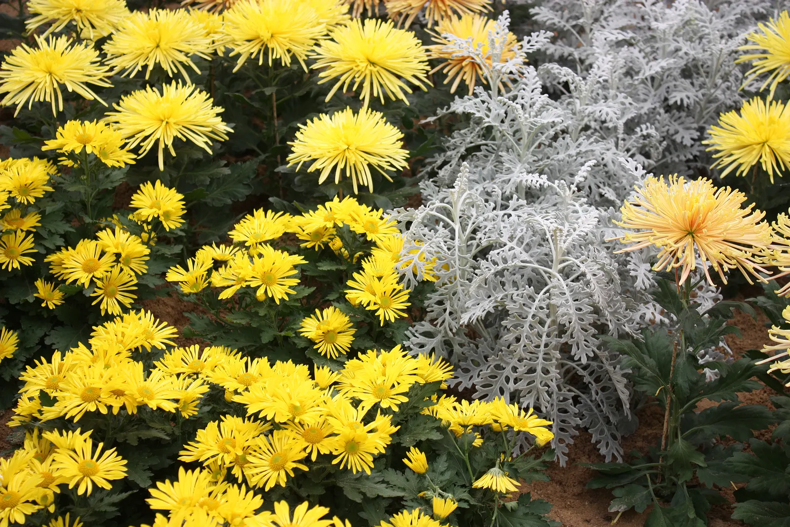 Dusty Miller (Centaurea Cineraria) — purple and yellow flowers in the garden
