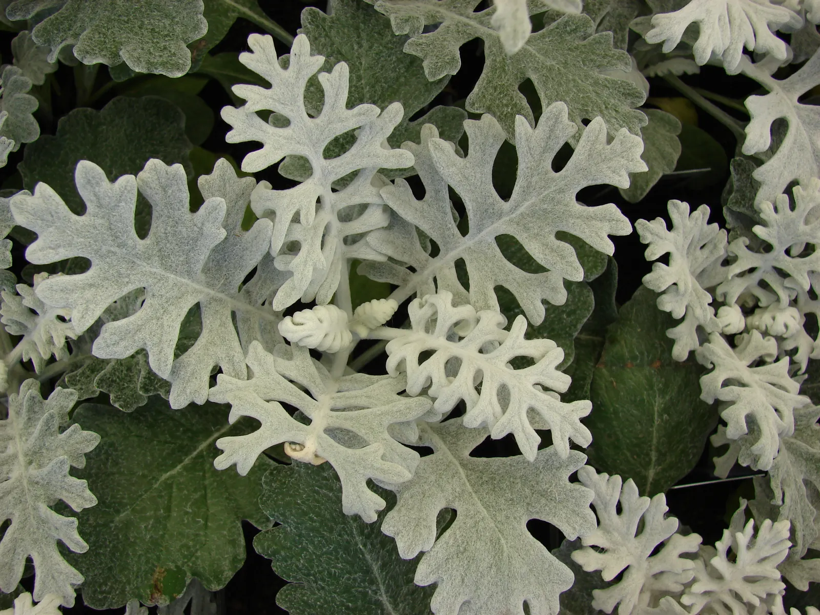 Dusty Miller (Centaurea Cineraria) — felt-like foliage which adds a unique texture and contrast to any garden design; originating from the Mediterranean region