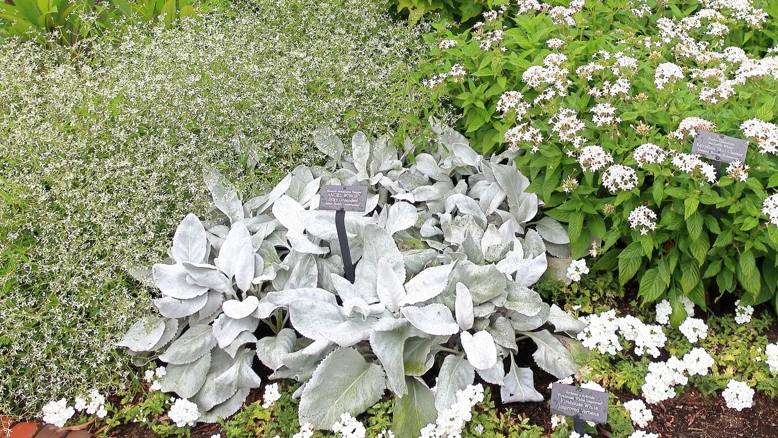Dusty Miller (Centaurea Cineraria) — Generally low-maintenance; and water regularly until the root system is well-established