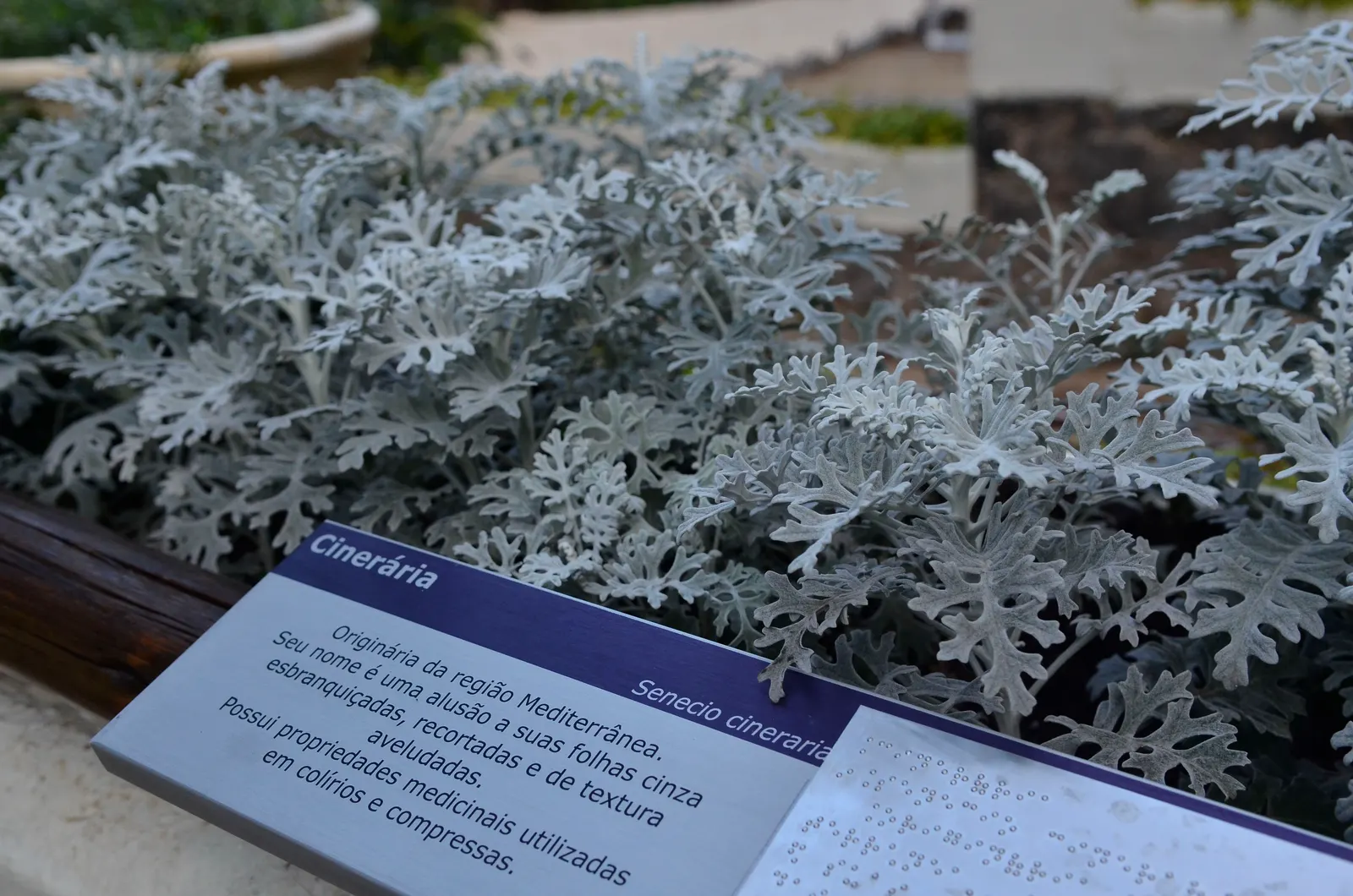 Dusty Miller (Centaurea Cineraria) — Originating from the Mediterranean region